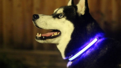 Collar LED para Perros Seguridad Nocturna