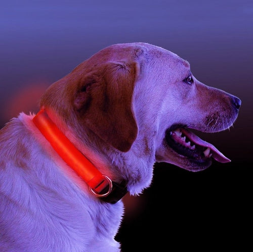 Collar LED para Perros Seguridad Nocturna